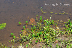 Myriophyllum tuberculatum